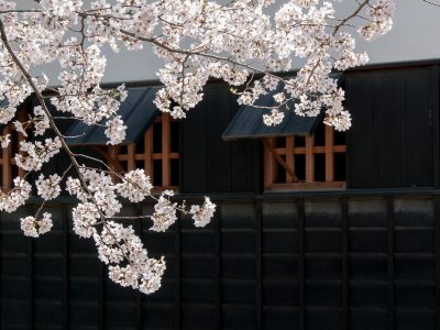 日系动漫少女站在樱花树下望向远方，粉白花瓣随风飘落，柔和逆光渲染出温柔氛围